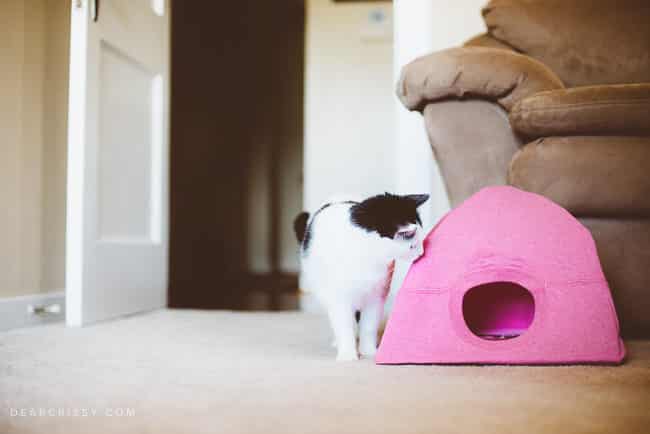 DIY Cat Tent - This easy DIY cat tent craft is so cute and your cat will adore you for it!